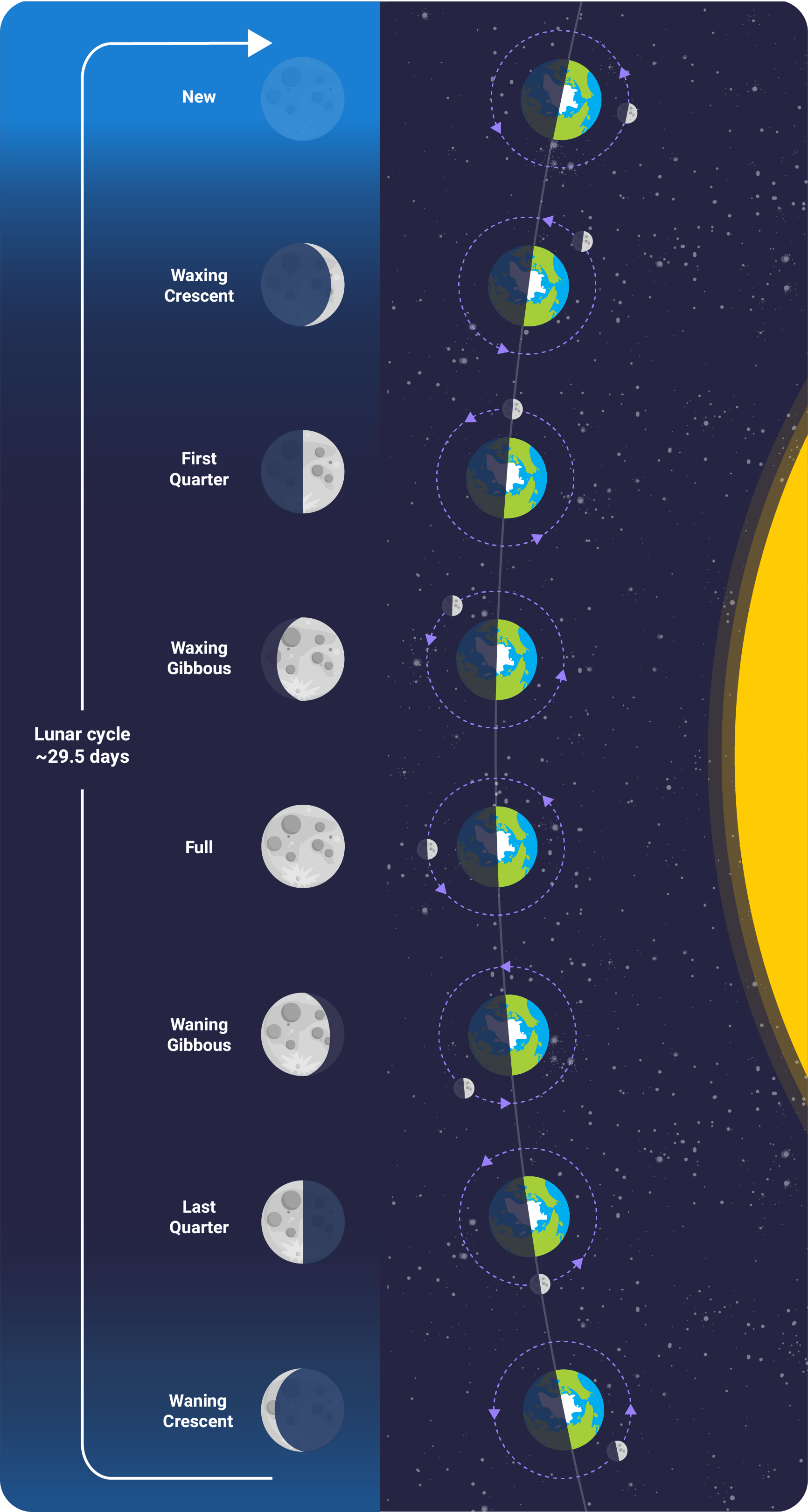 Moon phases graphic.